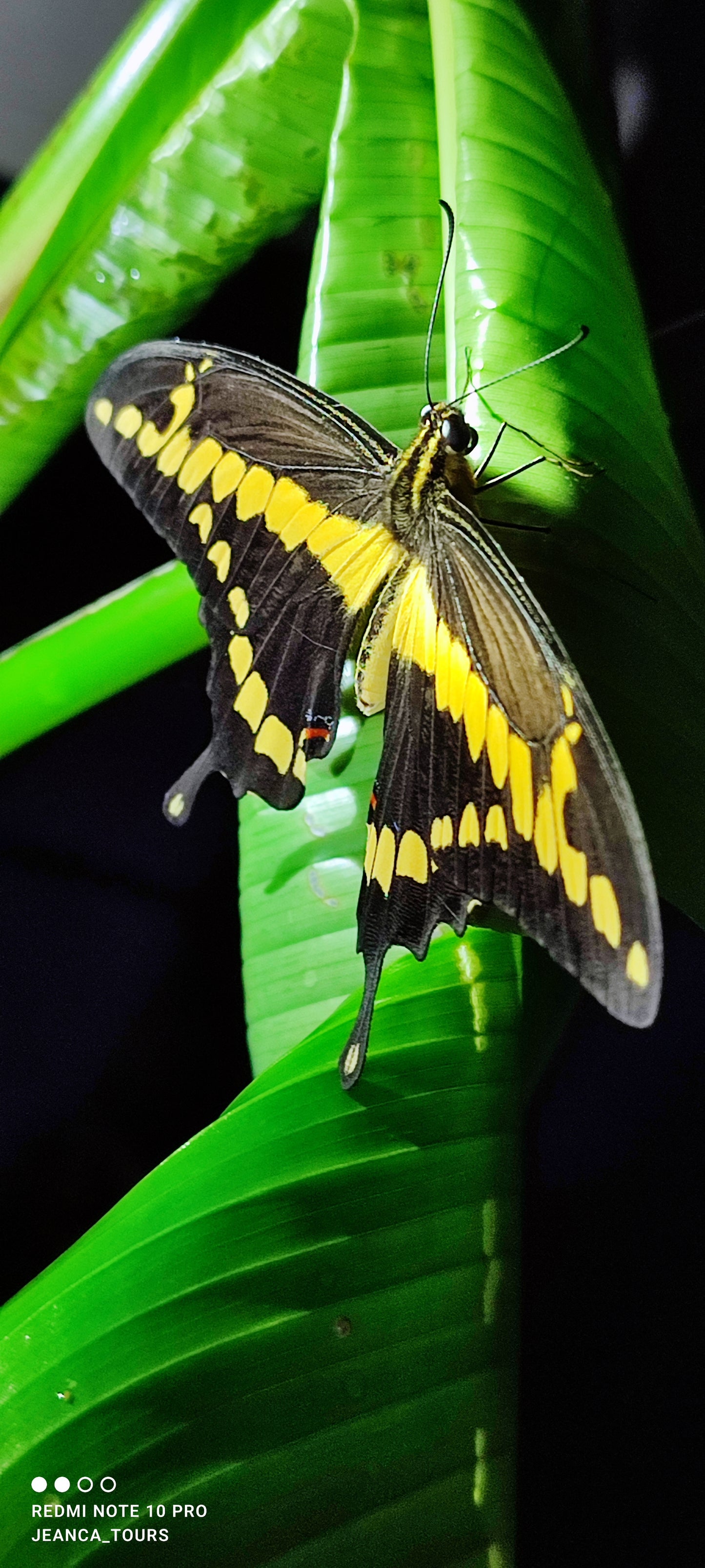 Tortuguero 360° Experience: Waterways, Wilderness & Nightlife.