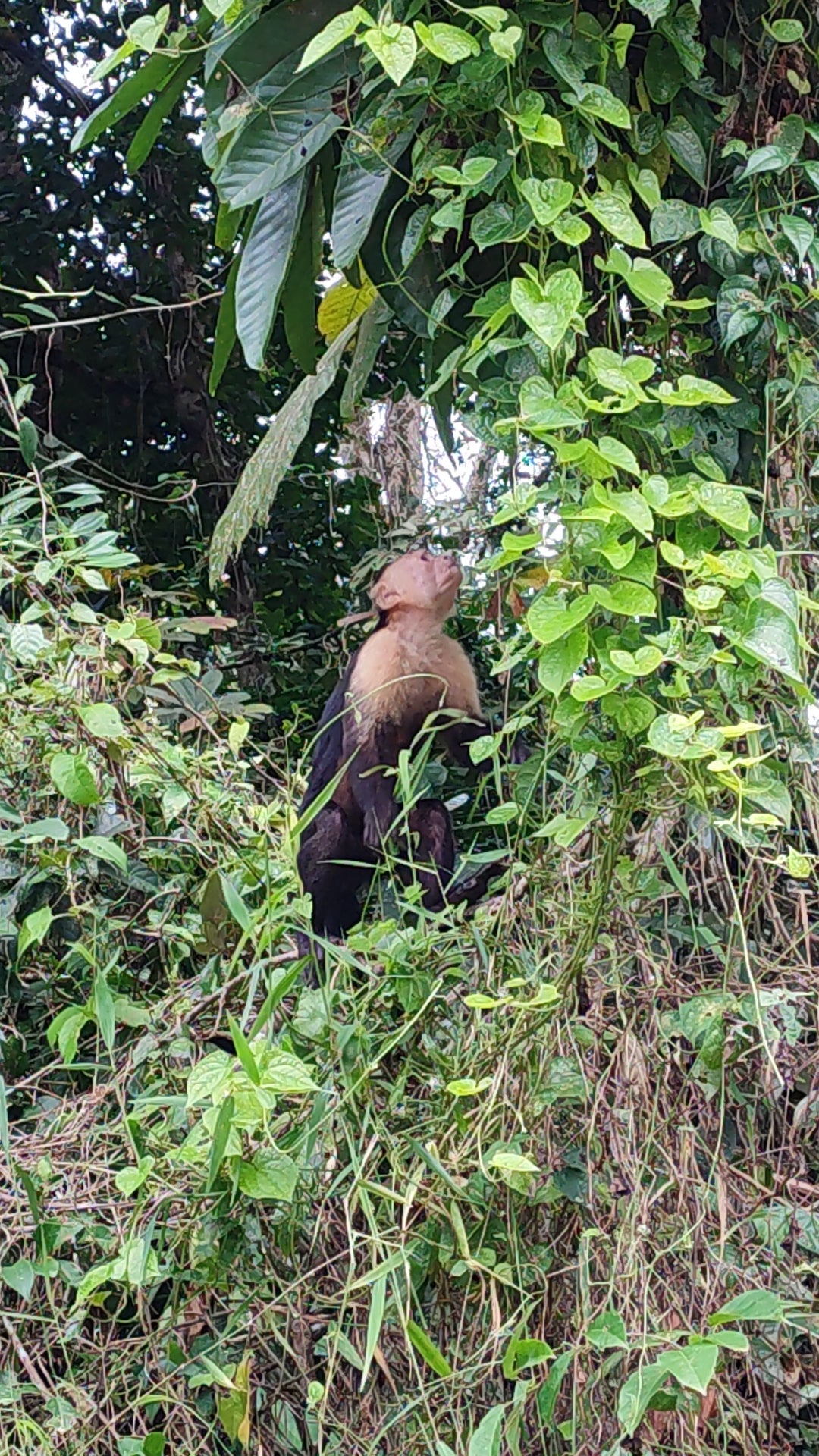 Scenic canoe tour through Tortuguero National Park showcasing rich wildlife and lush tropical landscapes.