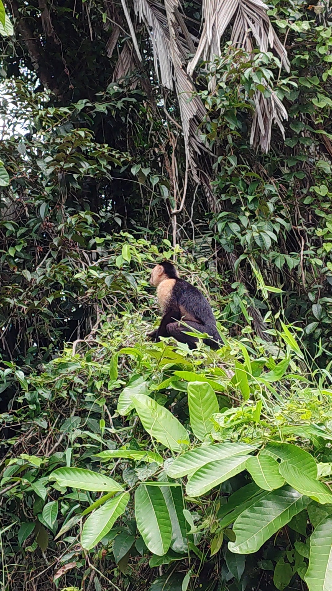 Scenic view from Tortuguero Hill Tour during Hike Cerro Tortuguero showcasing lush landscapes and vibrant wildlife