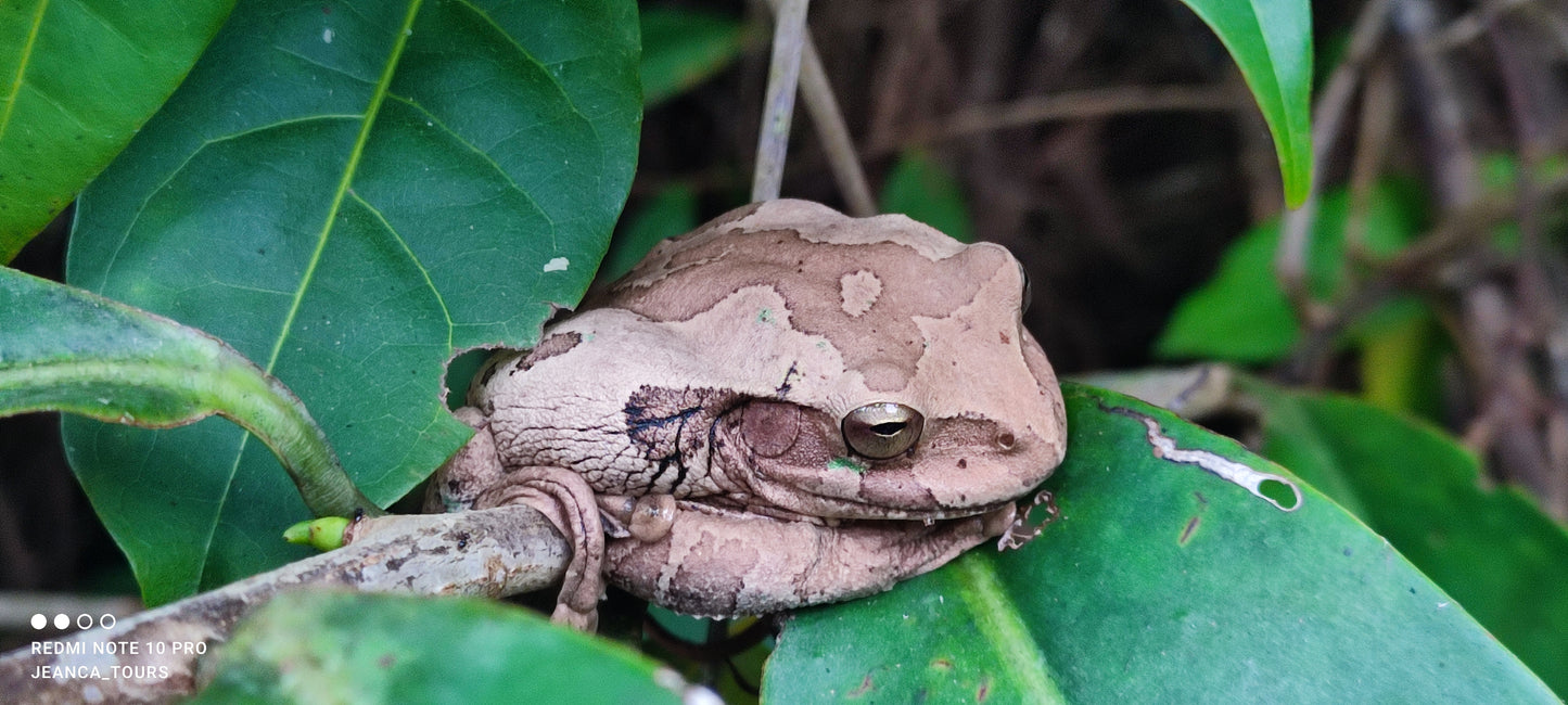 Scenic view from Tortuguero Hill Tour during Hike Cerro Tortuguero showcasing lush landscapes and vibrant wildlife