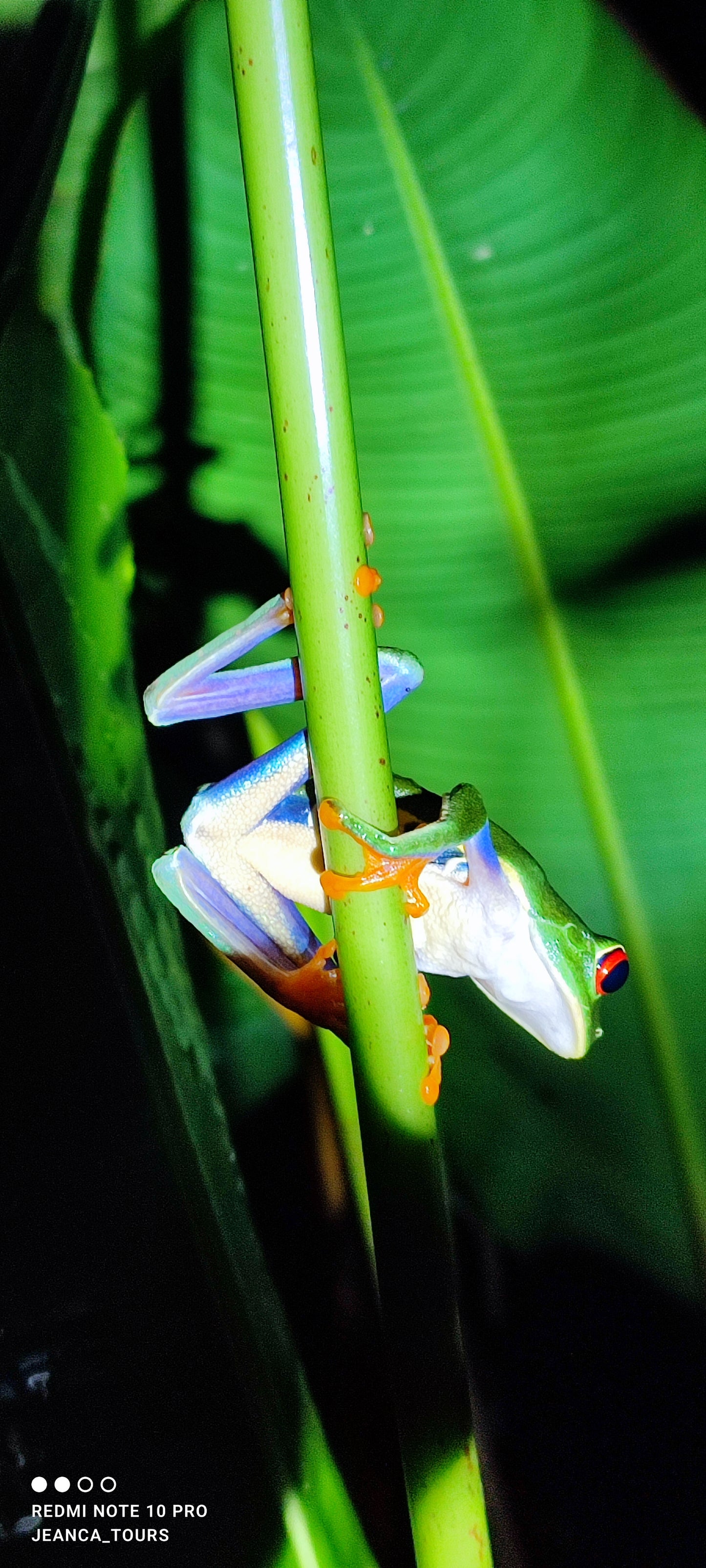 Tortuguero 360° Experience: Waterways, Wilderness & Nightlife.