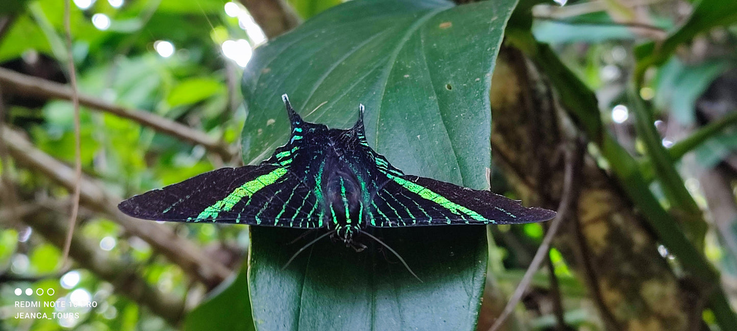Scenic view from Tortuguero Hill Tour during Hike Cerro Tortuguero showcasing lush landscapes and vibrant wildlife