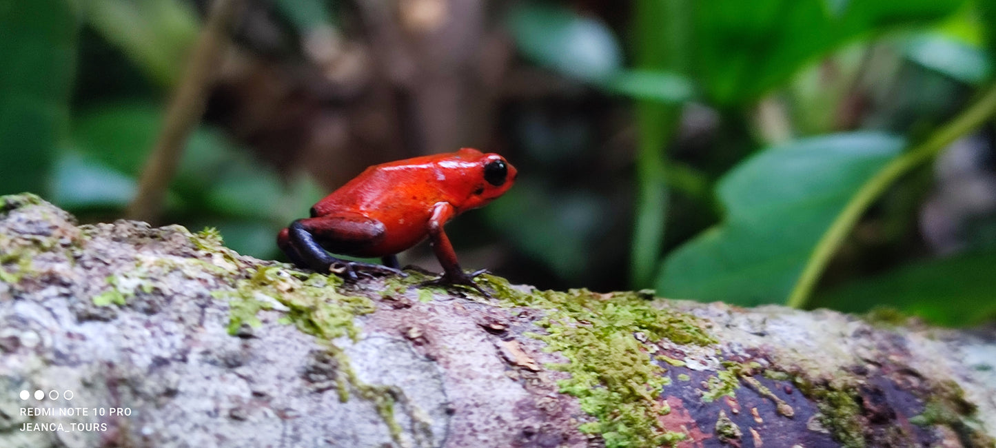Scenic view from Tortuguero Hill Tour during Hike Cerro Tortuguero showcasing lush landscapes and vibrant wildlife
