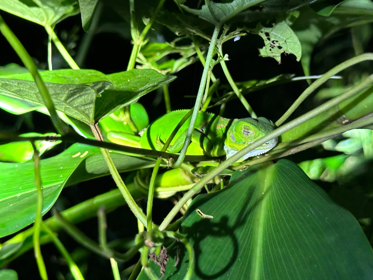 Night walk through Tortuguero rainforest showcasing nocturnal wildlife and serene natural beauty