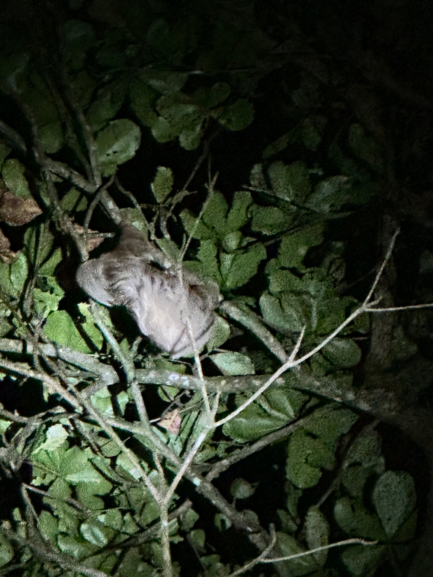 Night walk through Tortuguero rainforest showcasing nocturnal wildlife and serene natural beauty
