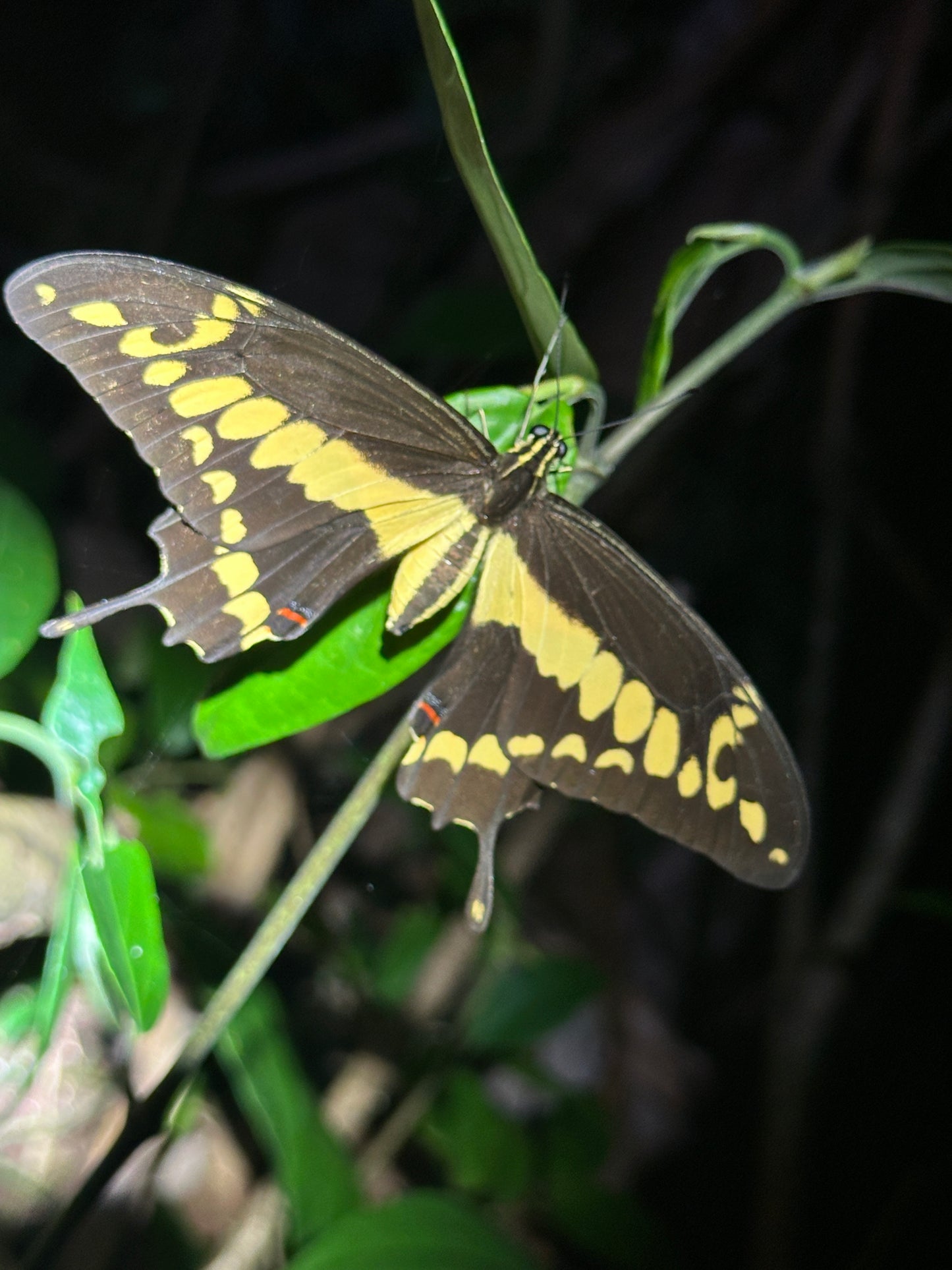 Night walk through Tortuguero rainforest showcasing nocturnal wildlife and serene natural beauty