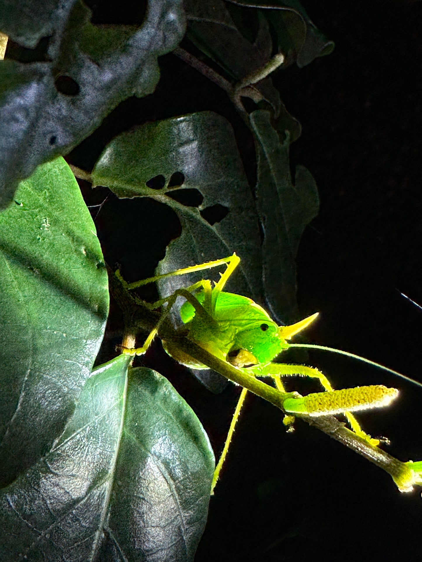 Night walk through Tortuguero rainforest showcasing nocturnal wildlife and serene natural beauty