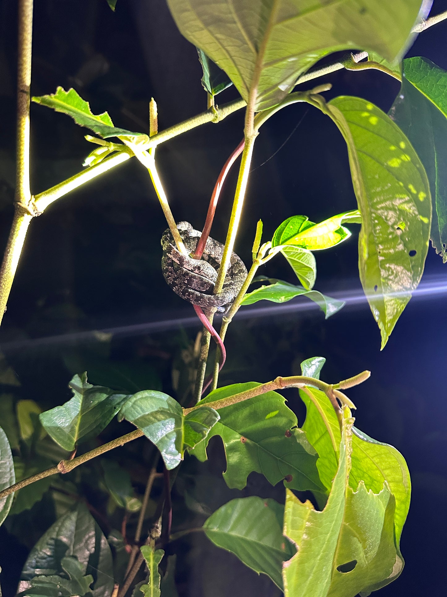 Night walk through Tortuguero rainforest showcasing nocturnal wildlife and serene natural beauty