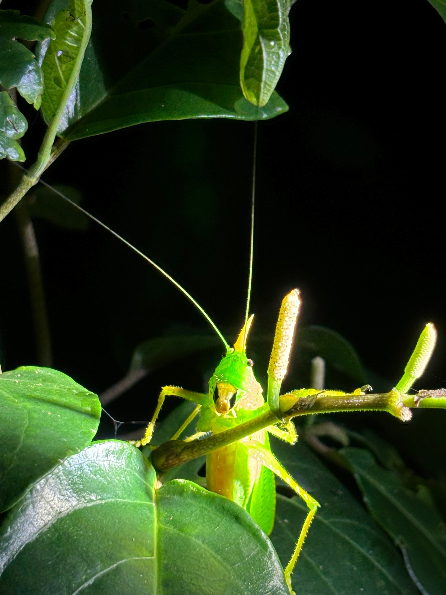 Night walk through Tortuguero rainforest showcasing nocturnal wildlife and serene natural beauty