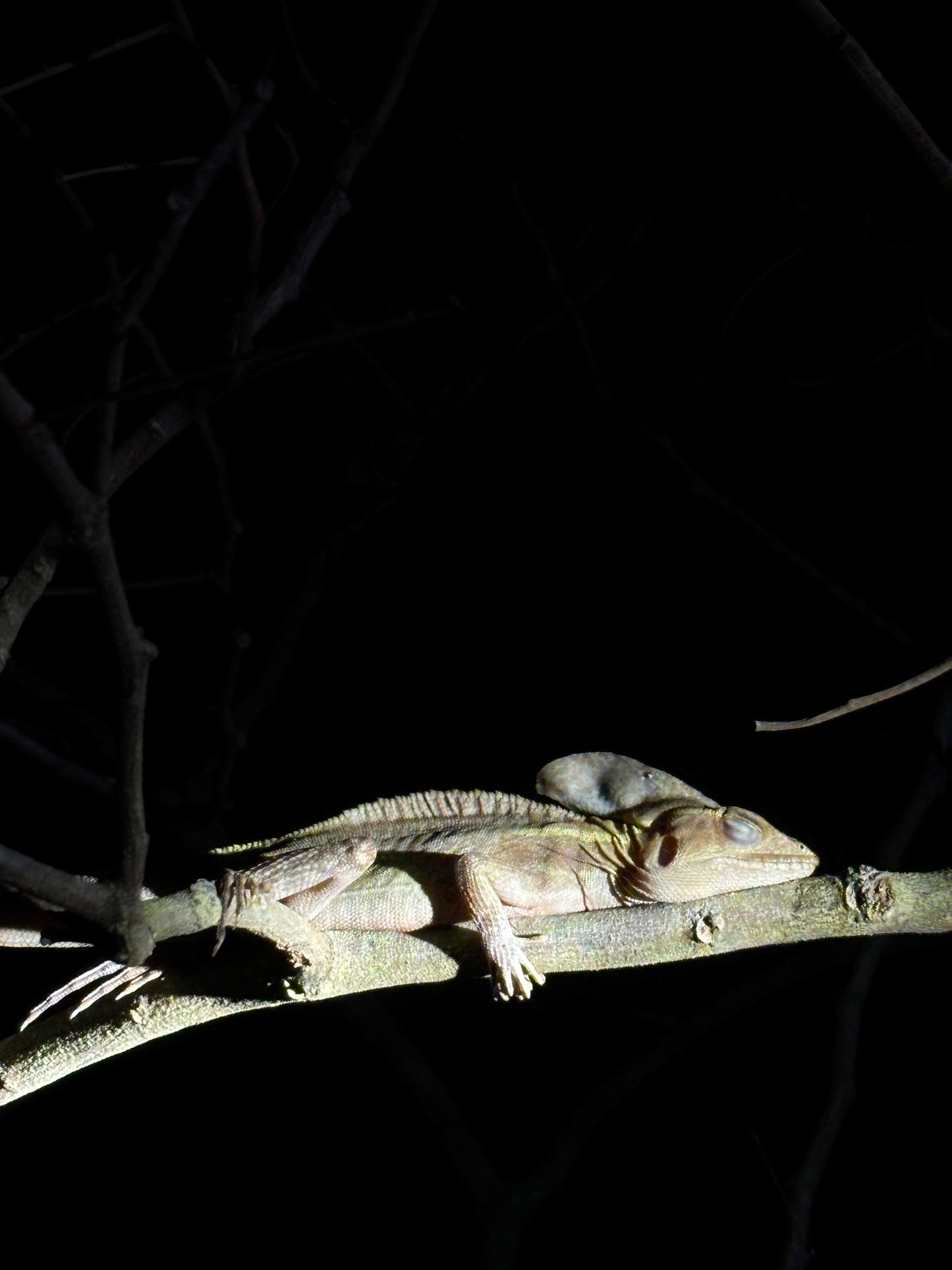 Tortuguero Explorer Duo: Paddle & Trek Adventure.