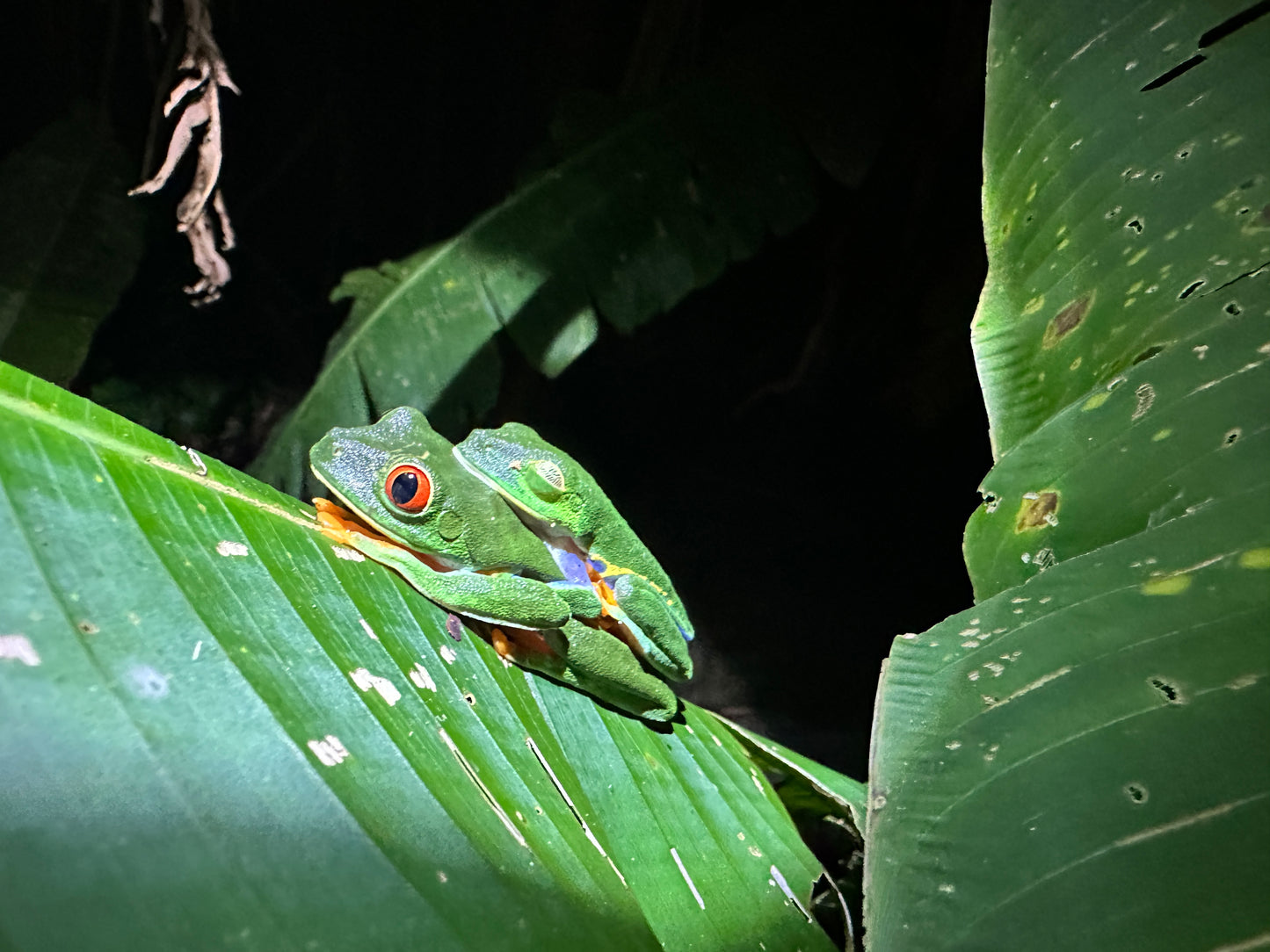 Tortuguero Explorer Duo: Paddle & Trek Adventure.