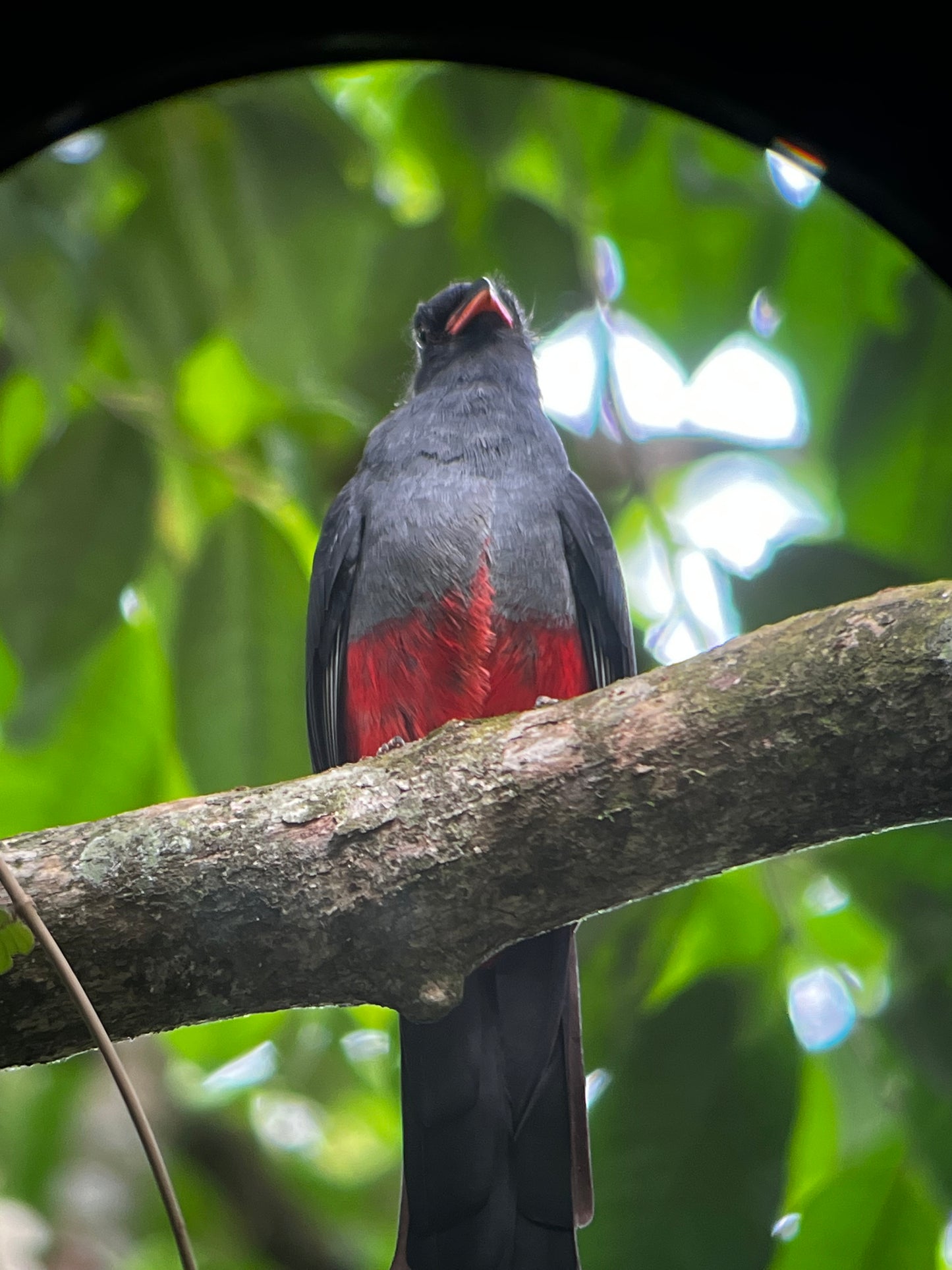 Unforgettable Jaguar Trail Walk in Tortuguero.