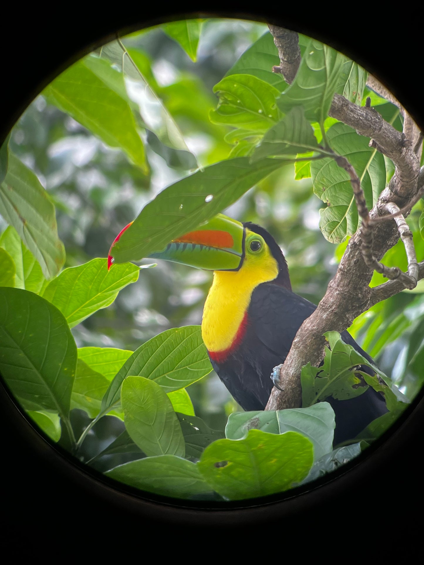 Unforgettable Jaguar Trail Walk in Tortuguero.