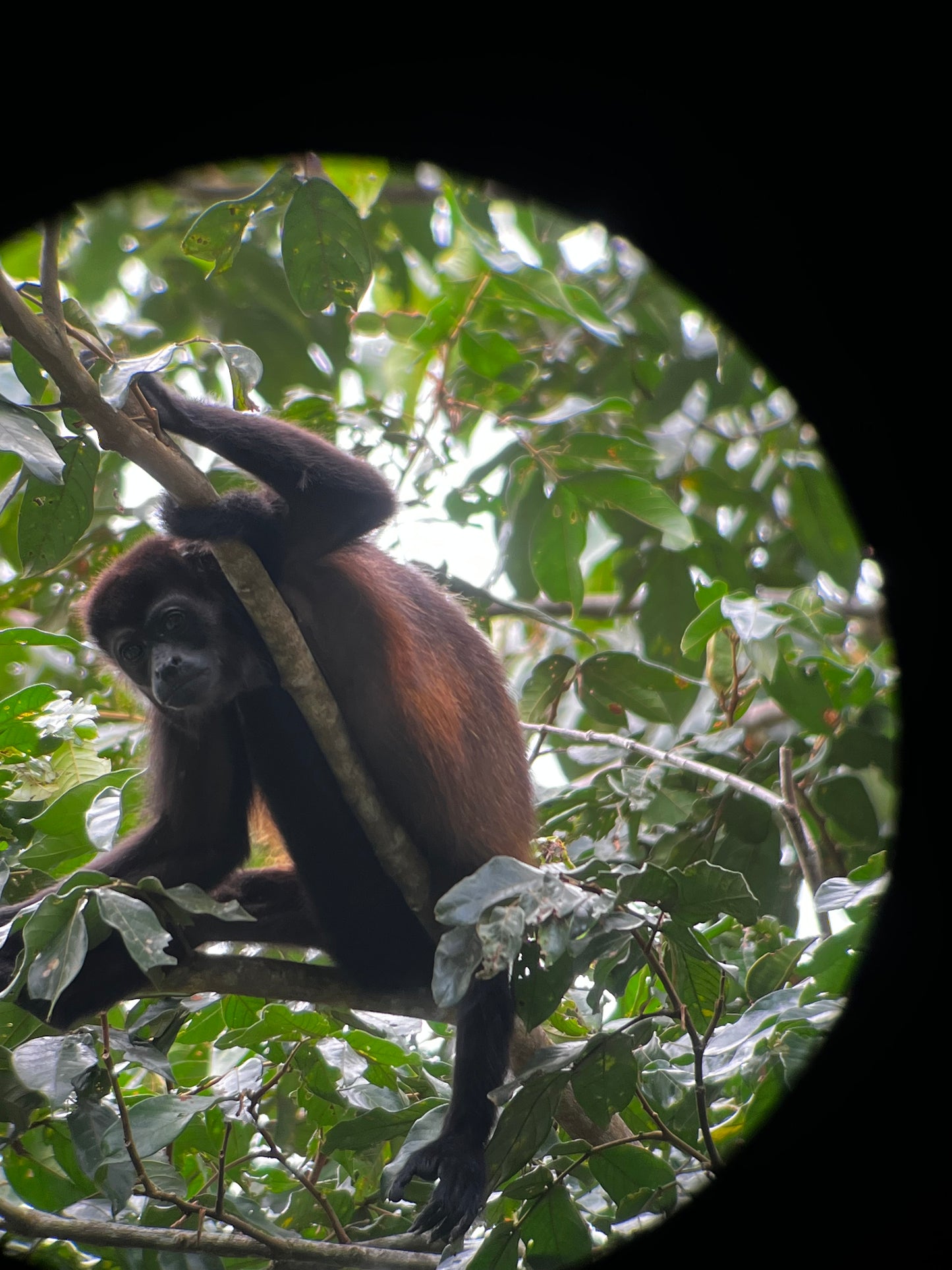 Unforgettable Jaguar Trail Walk in Tortuguero.