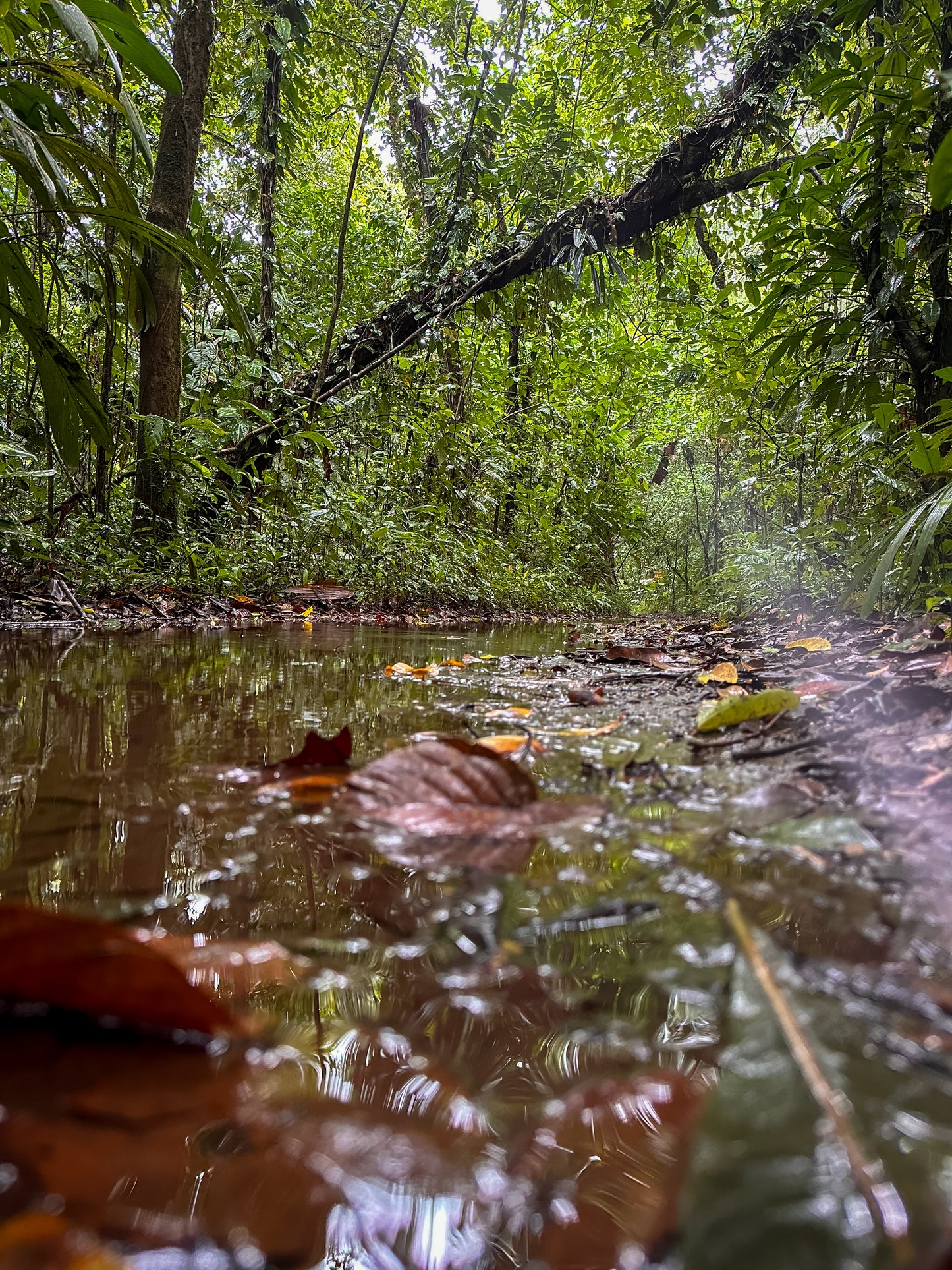 Unforgettable Jaguar Trail Walk in Tortuguero.