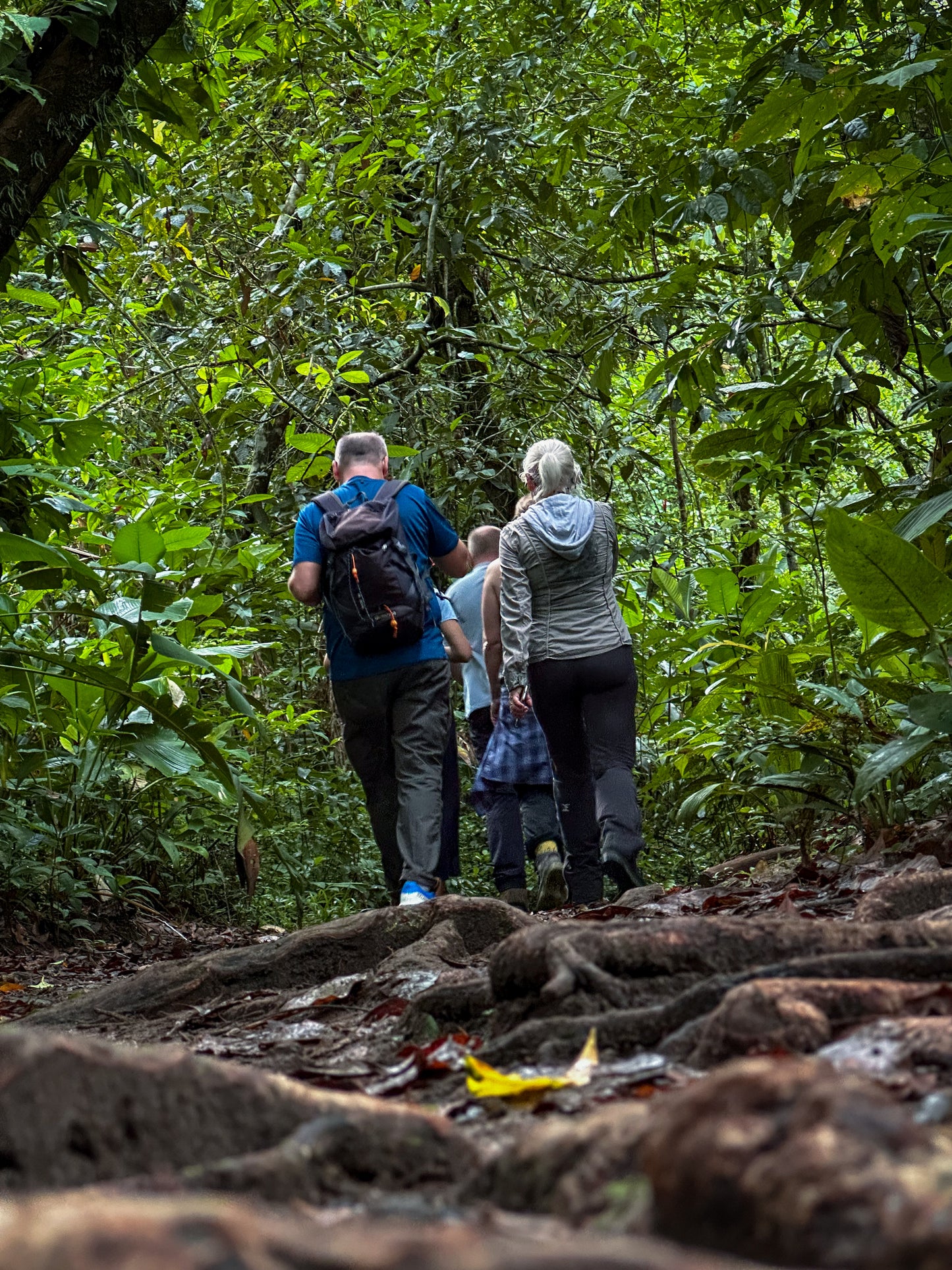 Unforgettable Jaguar Trail Walk in Tortuguero.
