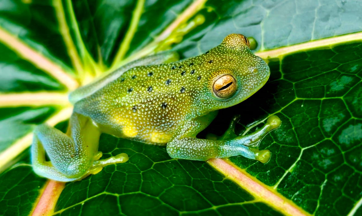 Bijagua Night Walk & Local Dinner, Costa Rica