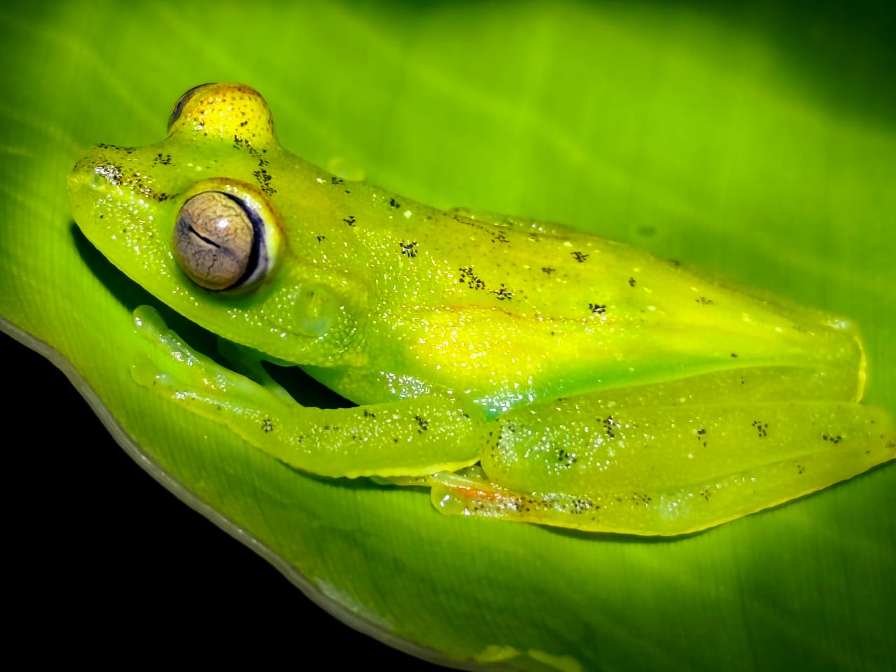 Bijagua Night Walk & Local Dinner