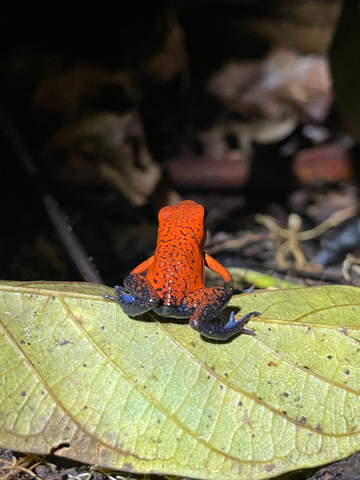Unforgettable Jaguar Trail Walk in Tortuguero.