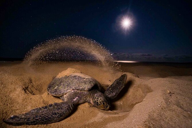 Moonlight Turtle Nesting Experience Tortuguero.