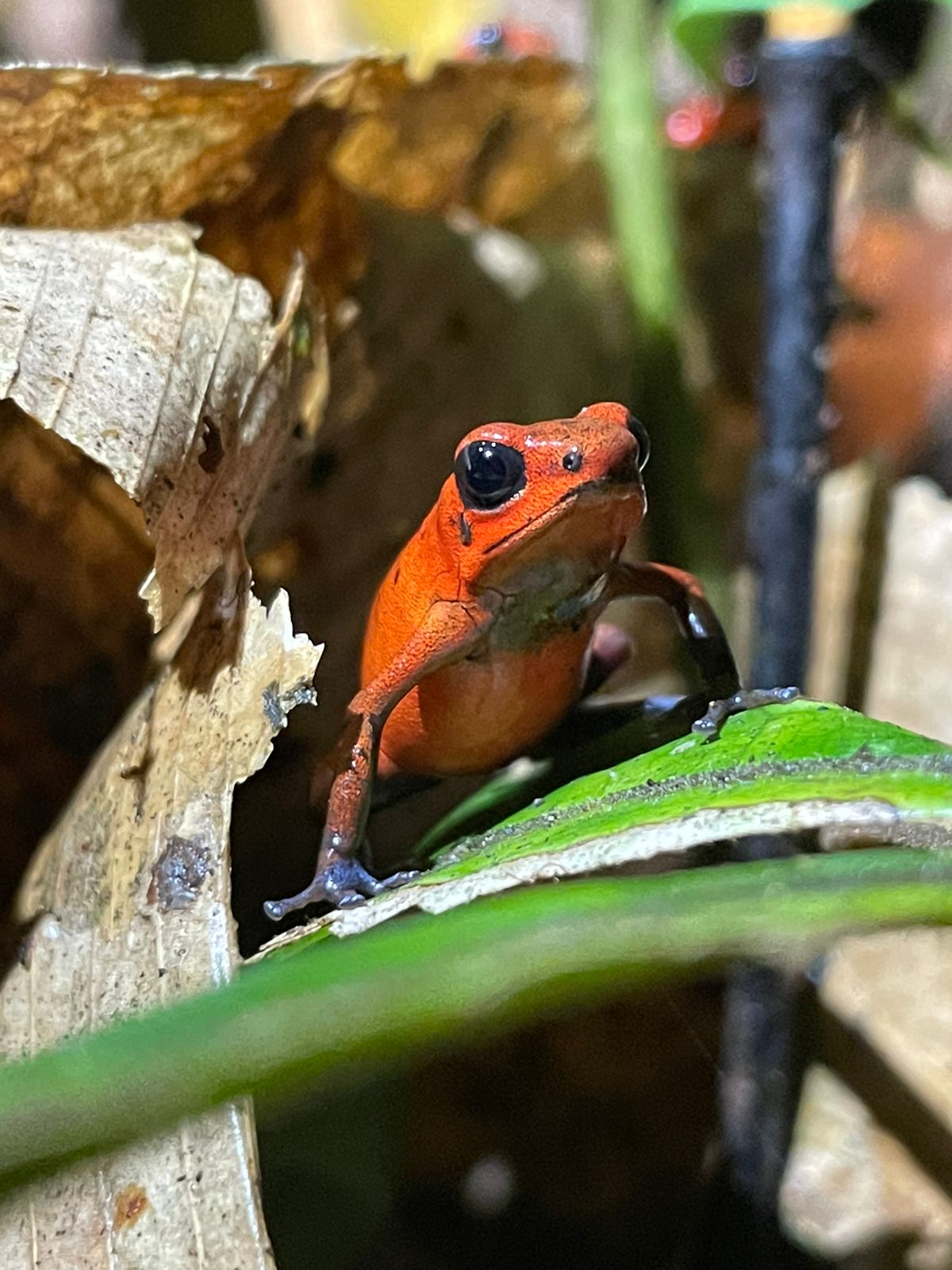Unforgettable Jaguar Trail Walk in Tortuguero.