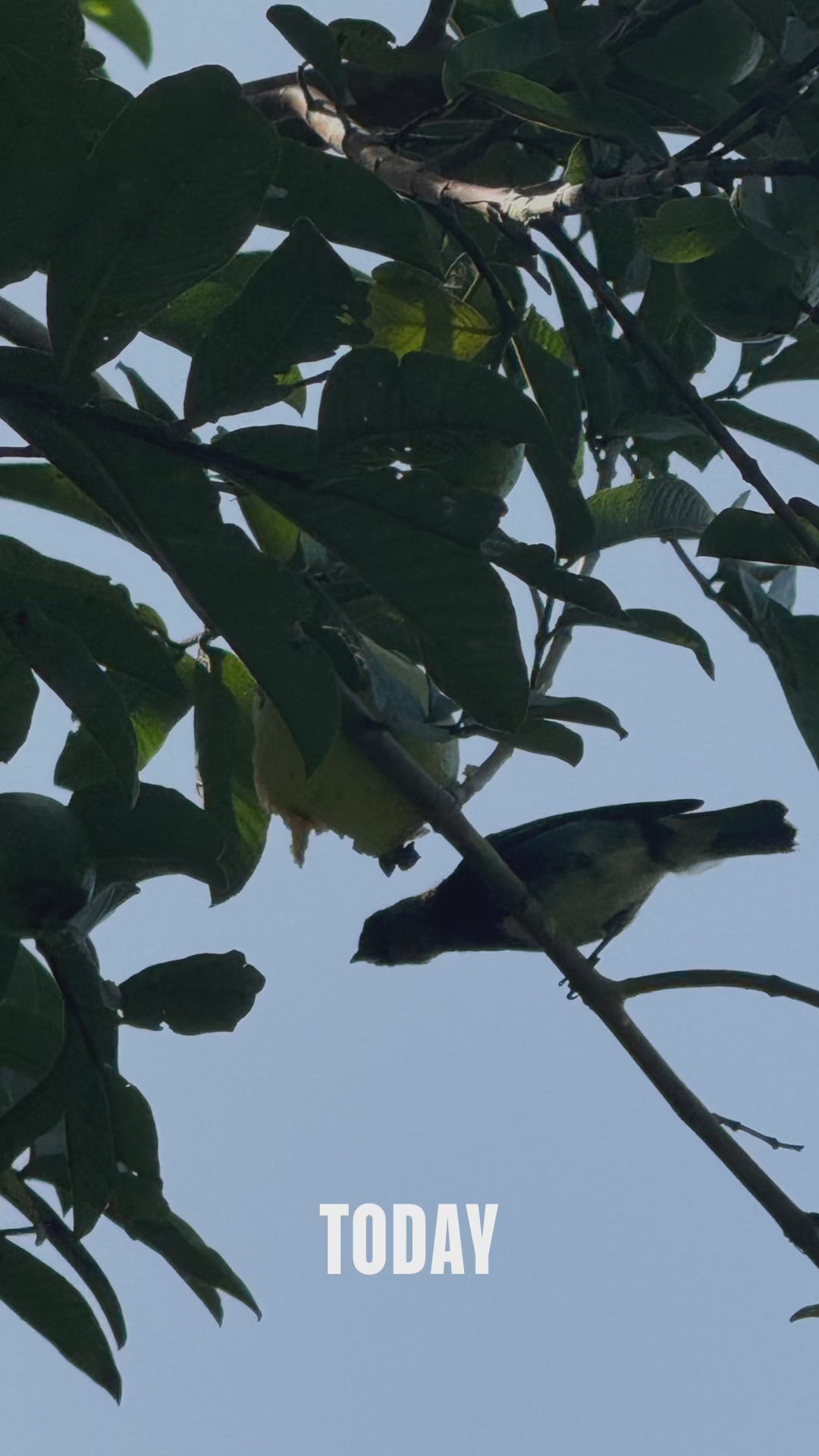 Round Trip Boat Pavona-Tortuguero-Pavona.