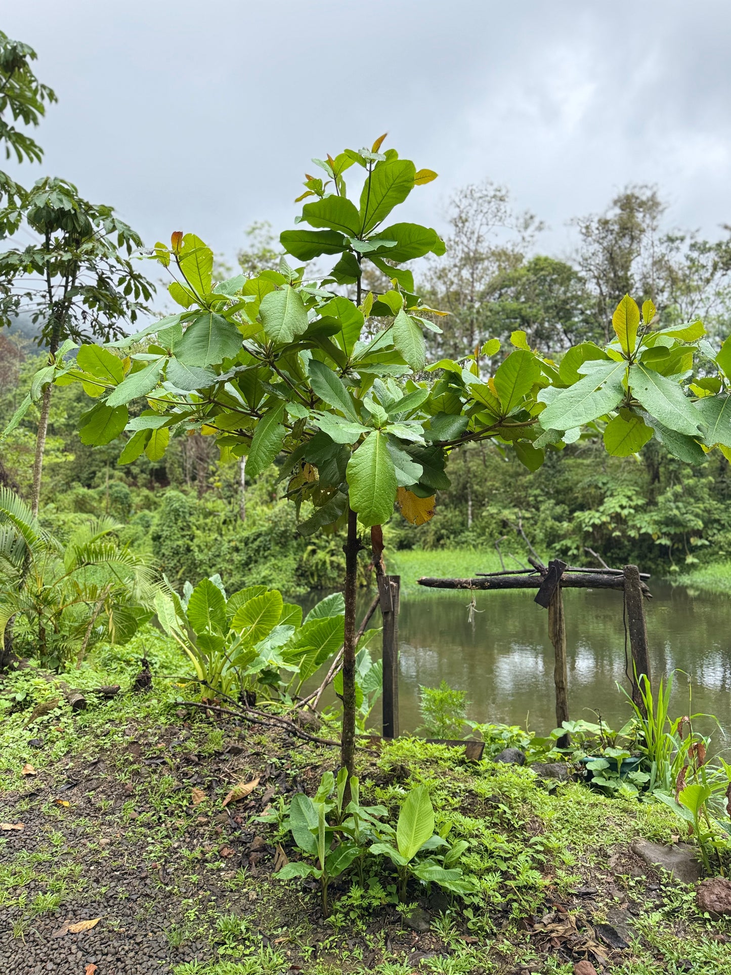 Bijagua Rainforest, Coffee & Chocolate Tour + Llanos del Cortez Waterfall | From Guanacaste