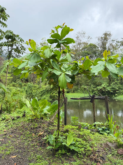 Bijagua Rainforest, Coffee & Chocolate Tour + Llanos del Cortez Waterfall | From Guanacaste