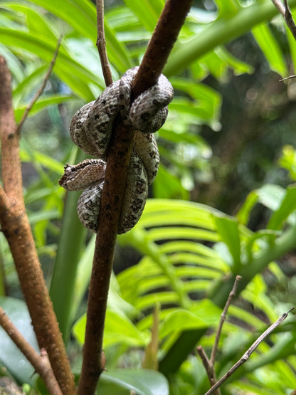 Tour Volcán Miravalles Experiencia Guanacaste