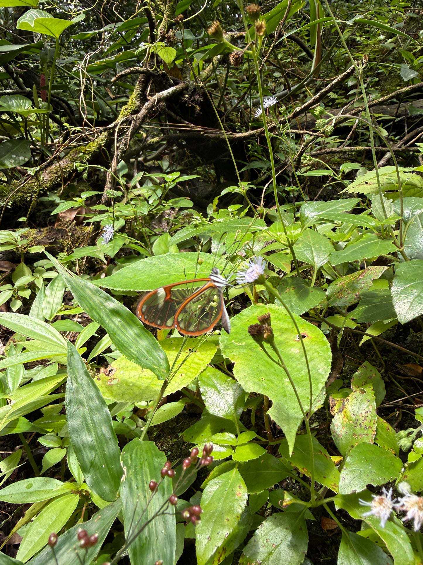 Tour Volcán Miravalles Experiencia Guanacaste