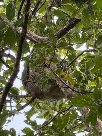 Tour Volcán Miravalles Experiencia Guanacaste