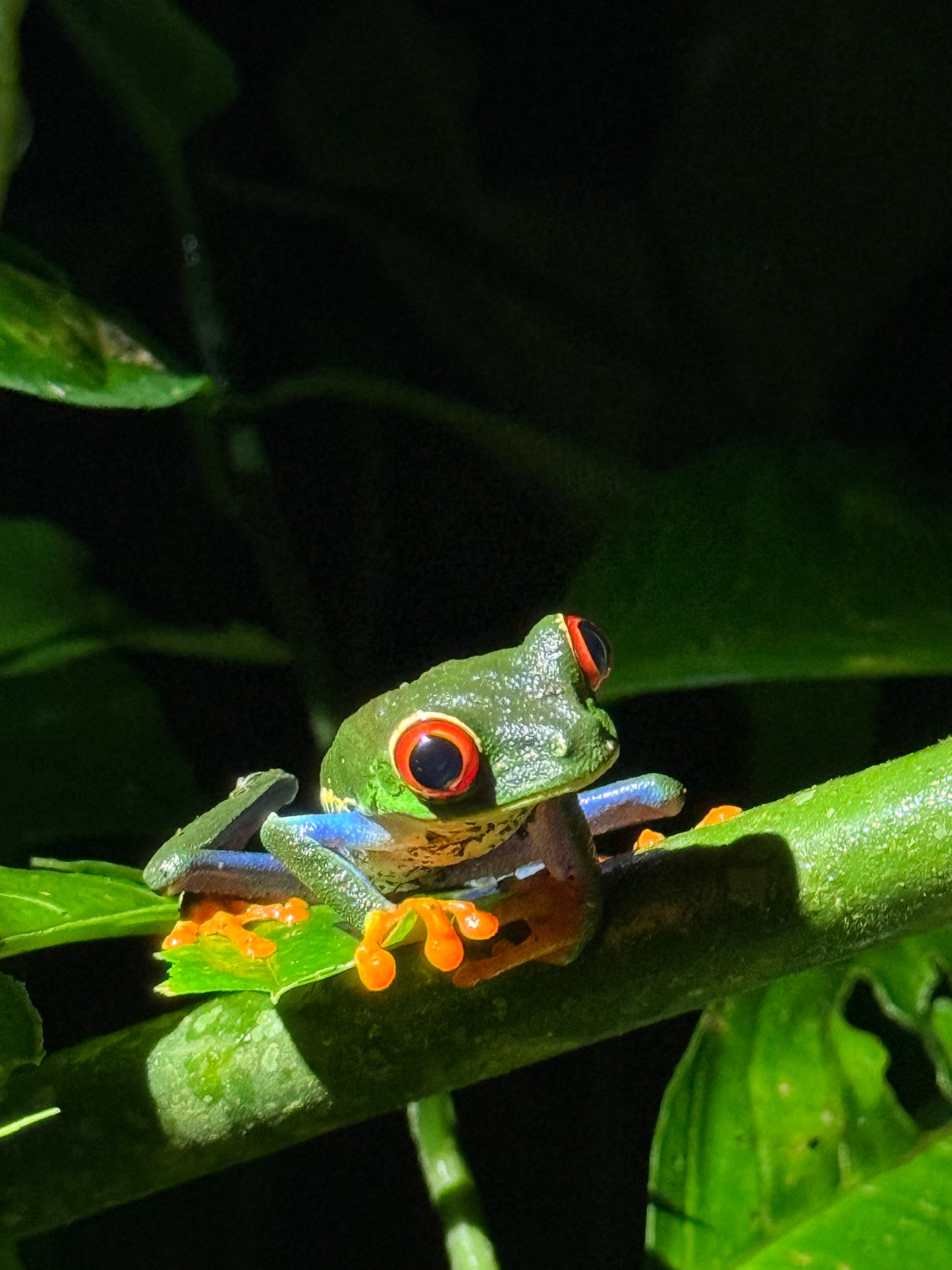 Caminata nocturna por la selva tropical de Arenal