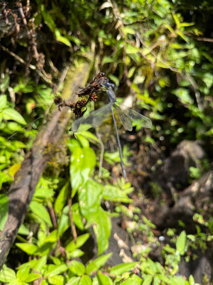 Tour Volcán Miravalles Experiencia Guanacaste