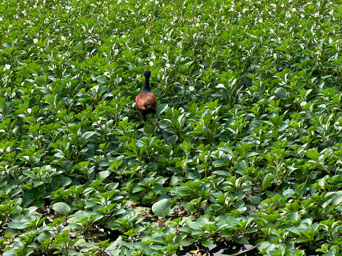 Canoe Tour Tortuguero