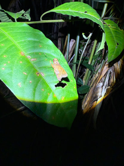Fascinante paseo nocturno en Tortuguero