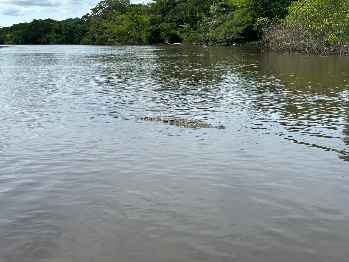 Palo Verde River Safari in Guanacaste