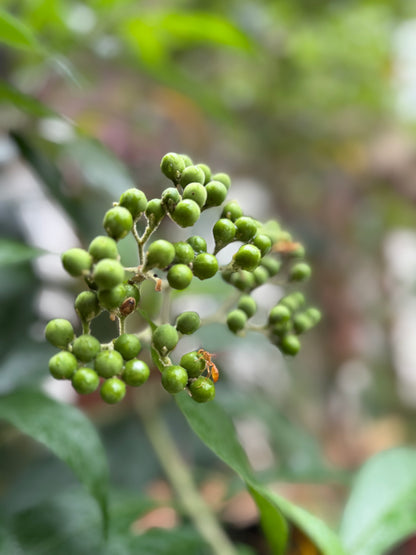 Bijagua Rainforest, Coffee & Chocolate Tour + Llanos del Cortez Waterfall | From Guanacaste