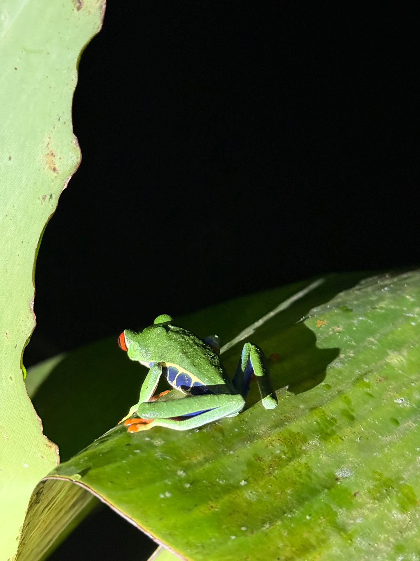 Caminata nocturna por la selva tropical de Arenal