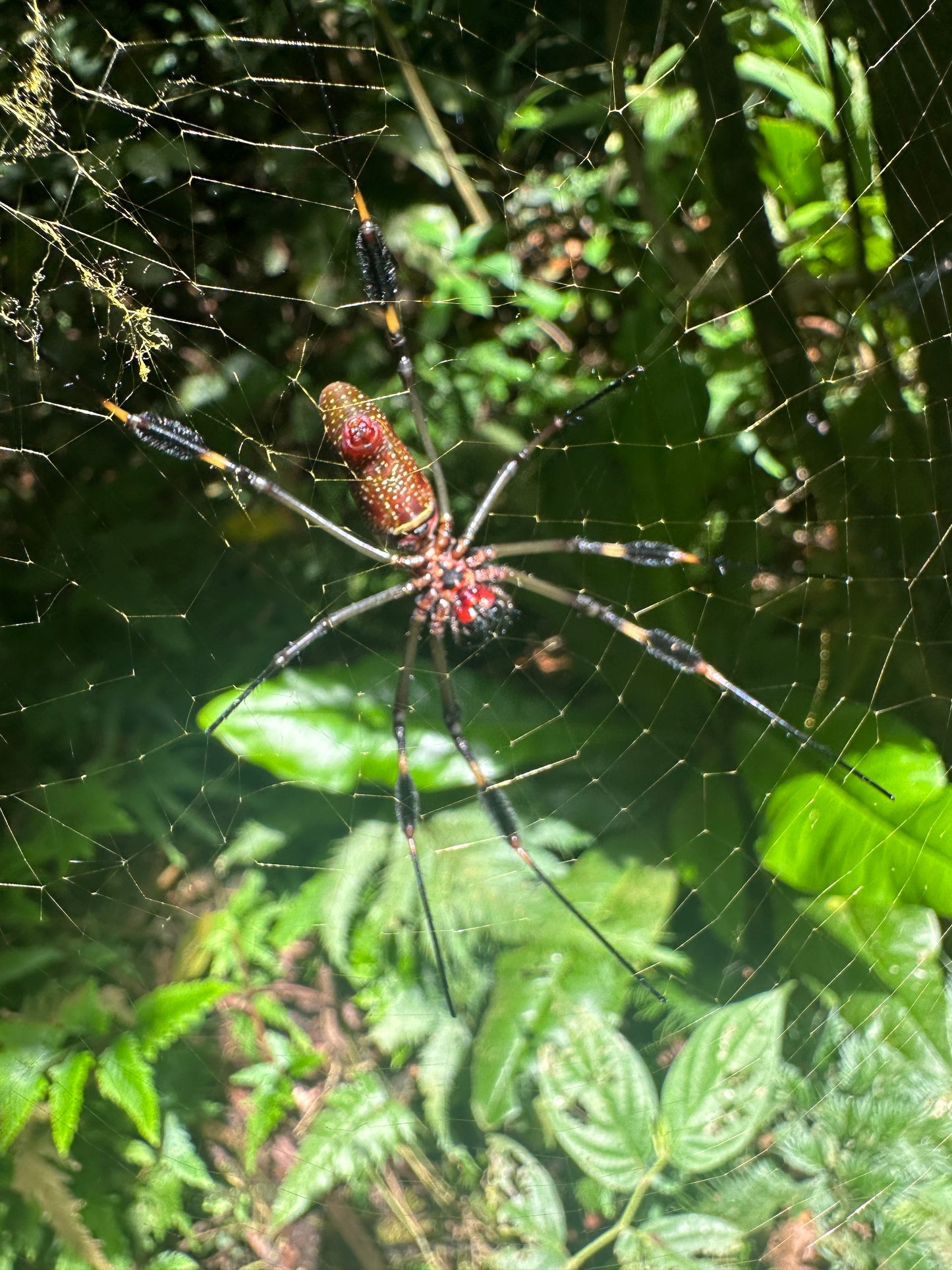 Tortuguero Hill Tour