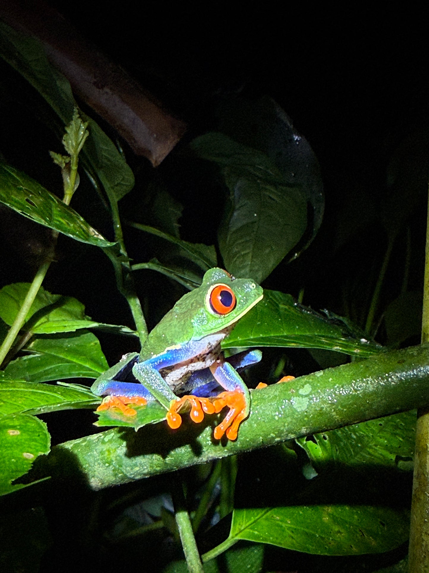 Caminata nocturna por la selva tropical de Arenal