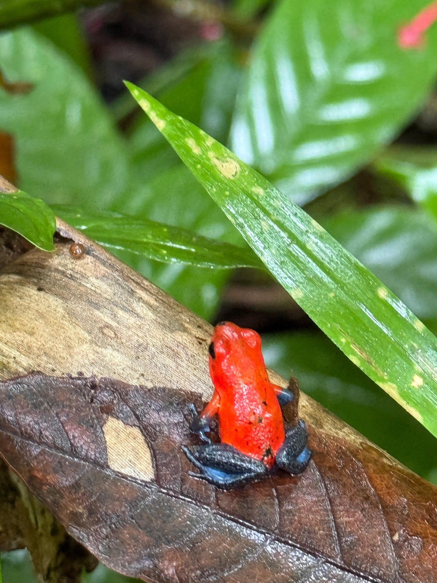 Bijagua Rainforest, Coffee & Chocolate Tour + Llanos del Cortez Waterfall | From Guanacaste