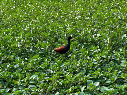 Canoe Tour Tortuguero