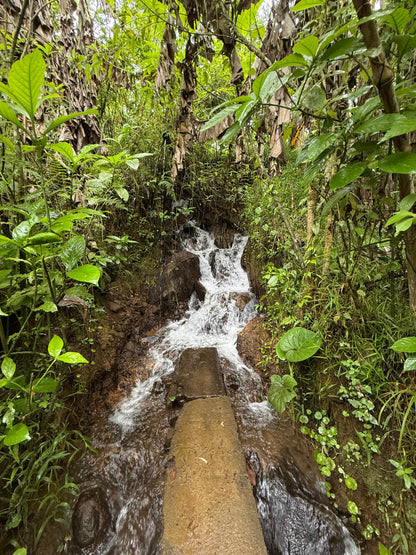 Bijagua Rainforest, Coffee & Chocolate Tour + Llanos del Cortez Waterfall | From Guanacaste