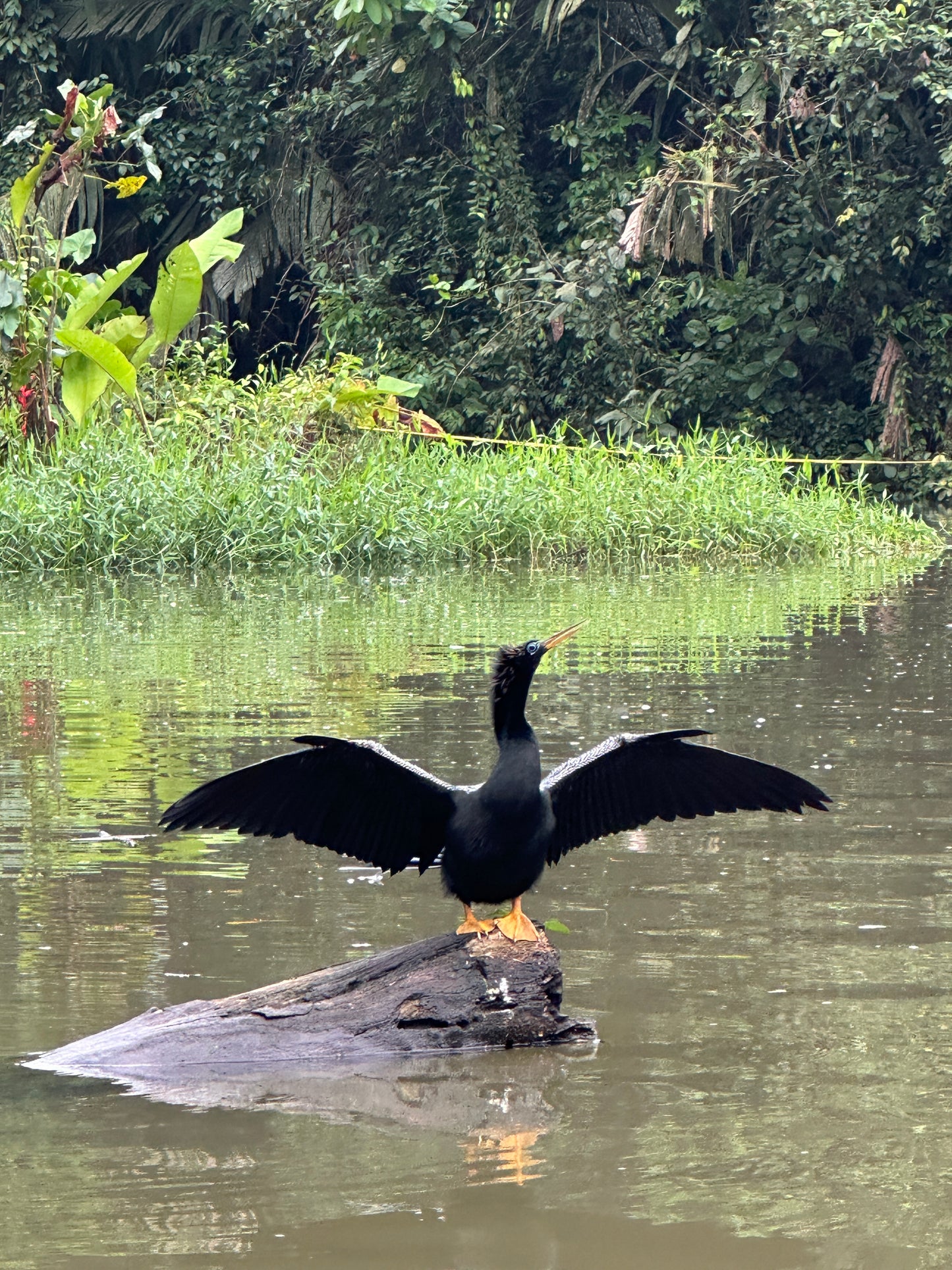 Canoe Tour Tortuguero