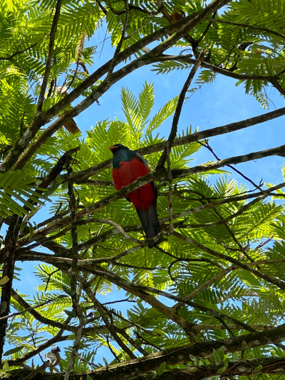 Tortuguero Hill Tour