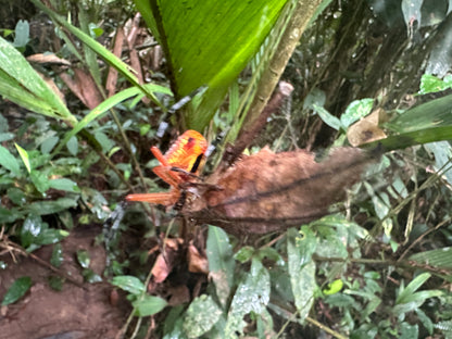 Tortuguero Hill Tour