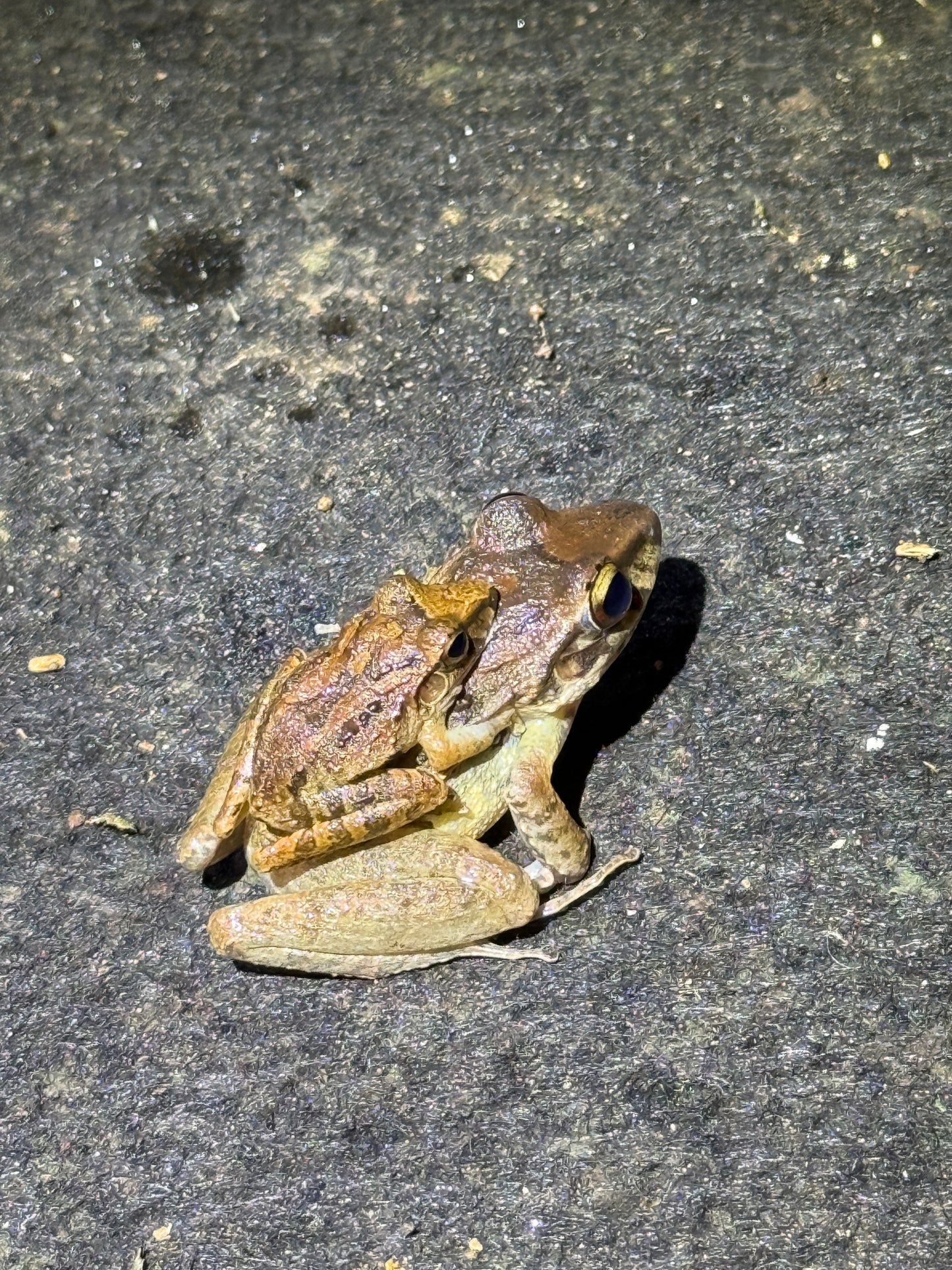 Caminata nocturna por la selva tropical de Arenal