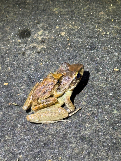 Caminata nocturna por la selva tropical de Arenal