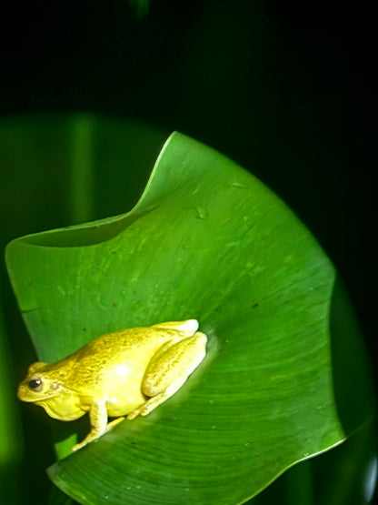 Caminata nocturna por la selva tropical de Arenal