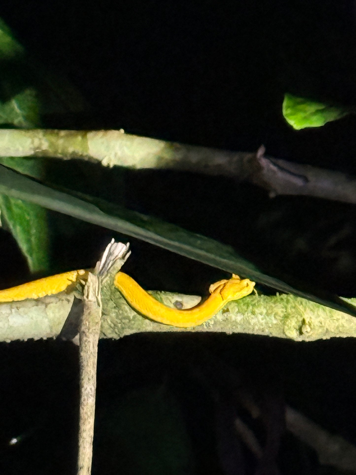 Caminata nocturna por la selva tropical de Arenal